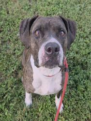 Shelter Stray Female Dog last seen Near BLOCK LAUDERDALE MANOR DR, FORT LAUDERDALE FL 33311, 2400 SW 42nd St, Fort Lauderdale, FL 33312, USA
