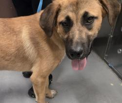Shelter Stray Female Dog last seen OLD RIVER ST BAKERSFIELD, 201 S Mt Vernon Ave, Bakersfield, CA 93307, USA