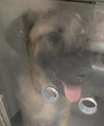 Shelter Stray Female Dog last seen OLD RIVER BAKERSFIELD, 201 S Mt Vernon Ave, Bakersfield, CA 93307, USA