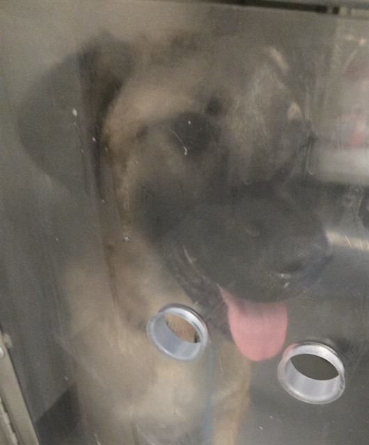 Shelter Stray Female Dog last seen OLD RIVER BAKERSFIELD, 201 S Mt Vernon Ave, Bakersfield, CA 93307, USA