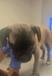 Shelter Stray Male Dog last seen MCKEE/ MOUNTAIN RIDGE DR BAKERSFIELD, 201 S Mt Vernon Ave, Bakersfield, CA 93307, USA