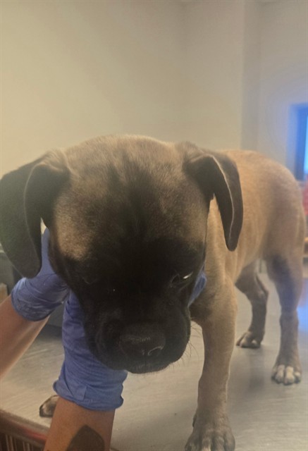 Shelter Stray Male Dog last seen MCKEE/ MOUNTAIN RIDGE DR BAKERSFIELD, 201 S Mt Vernon Ave, Bakersfield, CA 93307, USA