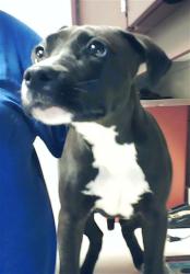 Shelter Stray Male Dog last seen 301, HOPE MILLS NC 28348, 4704 Corporation Dr, Fayetteville, NC 28306, USA