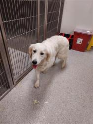 Shelter Stray Female Dog last seen BIG HORN BLVD / BILBY RD, 9150 Union Park Way, Elk Grove, CA 95624, USA
