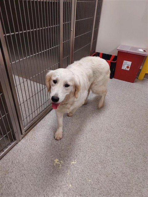 Shelter Stray Female Dog last seen BIG HORN BLVD / BILBY RD, 9150 Union Park Way, Elk Grove, CA 95624, USA