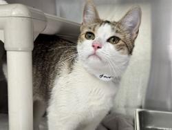 Shelter Stray Female Cat last seen Near BLOCK E 4TH ST, PUEBLO CO 81001, 4600 Eagleridge Pl, Pueblo, CO 81008, USA