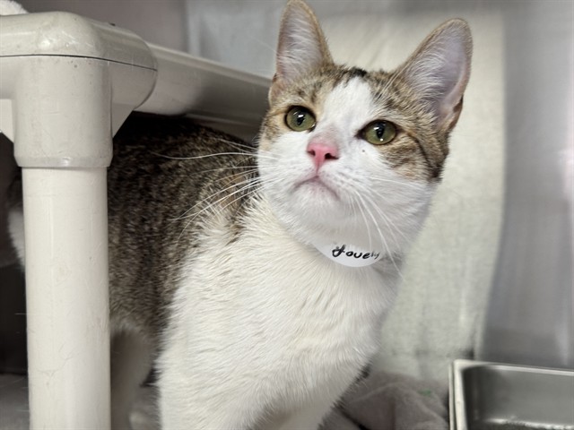 Shelter Stray Female Cat last seen Near BLOCK E 4TH ST, PUEBLO CO 81001, 4600 Eagleridge Pl, Pueblo, CO 81008, USA