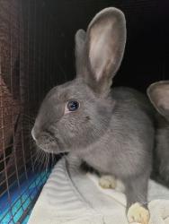 Shelter Stray Male Other last seen , 4000 N Silverbell Rd, Tucson, AZ 85745, USA