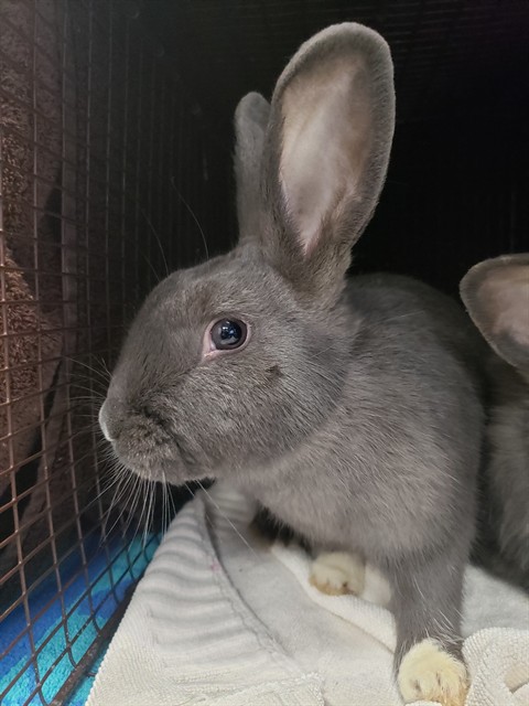 Shelter Stray Male Other last seen , 4000 N Silverbell Rd, Tucson, AZ 85745, USA