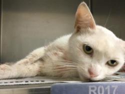 Shelter Stray Female Cat last seen Near BLOCK EUCALYPTUS AVE, RIVERSIDE CA 92507, 6851 Van Buren Boulevard, Jurupa Valley, CA 92509, USA