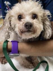 Shelter Stray Female Dog last seen OLIVEWOOD MEMORIAL PARK, 3300 CENTRAL AVE, RIVERSIDE, CA 92506, UNITED STATES, 6851 Van Buren Boulevard, Jurupa Valley, CA 92509, USA