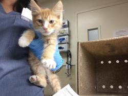 Shelter Stray Male Cat last seen Near BLOCK MICHELL AVE, RIVERSIDE CA 92505, 6851 Van Buren Boulevard, Jurupa Valley, CA 92509, USA