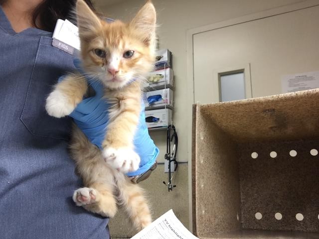 Shelter Stray Male Cat last seen Near BLOCK MICHELL AVE, RIVERSIDE CA 92505, 6851 Van Buren Boulevard, Jurupa Valley, CA 92509, USA