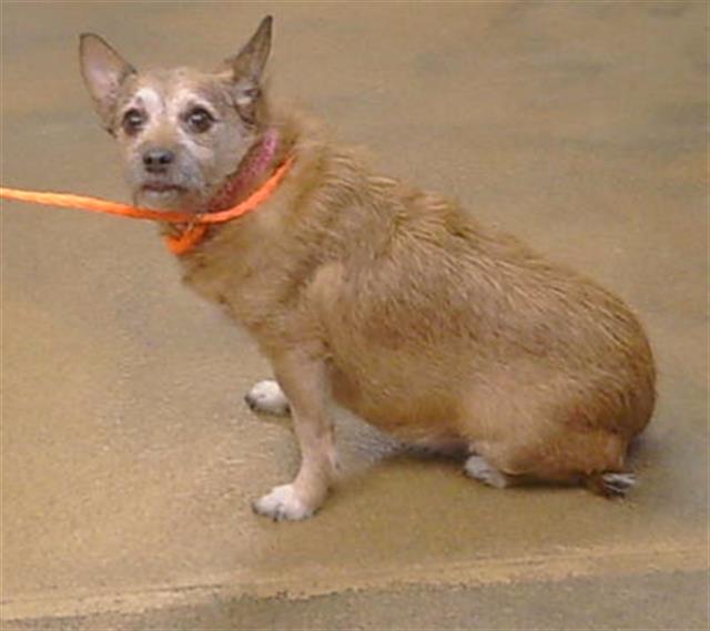 Shelter Stray Male Dog last seen HOWE AVE/HURLEY WY, 95825, 3839 Bradshaw Rd, Sacramento, CA 95827, USA