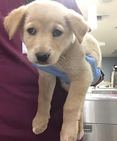 Shelter Stray Female Dog last seen Near BLOCK TEMESCAL CANYON RD, CORONA CA 92883, 6851 Van Buren Boulevard, Jurupa Valley, CA 92509, USA