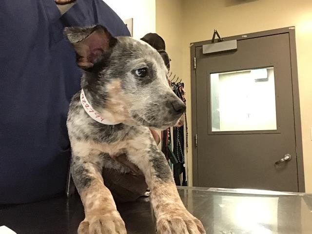 Shelter Stray Male Dog last seen GILBERT AND PAISLEY, HEMET CITY, San Jacinto, CA 92582, USA
