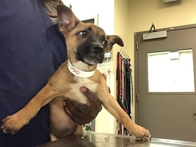 Shelter Stray Female Dog last seen GILBERT AND PAISLEY, HEMET CITY, San Jacinto, CA 92582, USA
