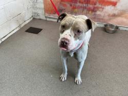Shelter Stray Female Dog last seen Near BLOCK S WATERMAN, 333 Chandler Pl, San Bernardino, CA 92408, USA