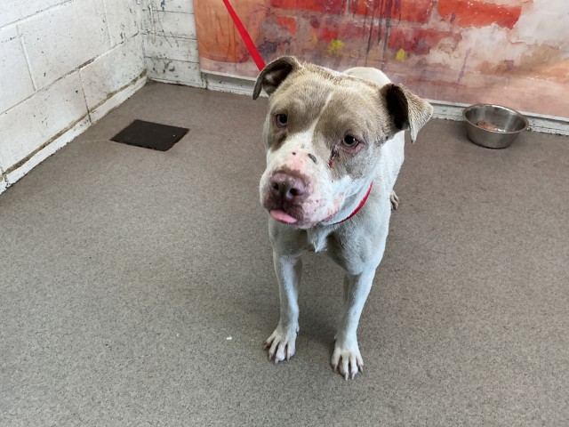 Shelter Stray Female Dog last seen Near BLOCK S WATERMAN, 333 Chandler Pl, San Bernardino, CA 92408, USA