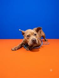 Shelter Stray Male Dog last seen Near BLOCK VALERIE, 2020 Forest St, Jacksonville, FL 32204, USA