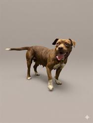 Shelter Stray Female Dog last seen WESTSIDE, 2020 Forest St, Jacksonville, FL 32204, USA