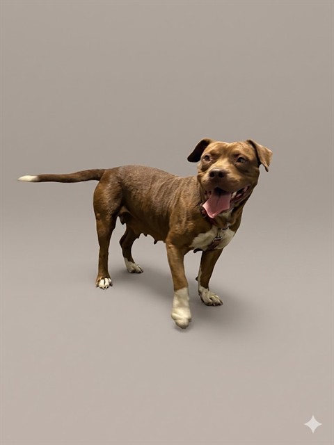 Shelter Stray Female Dog last seen WESTSIDE, 2020 Forest St, Jacksonville, FL 32204, USA