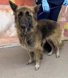 Shelter Stray Female Dog last seen BASELINE AND MEDICAL, 333 Chandler Pl, San Bernardino, CA 92408, USA