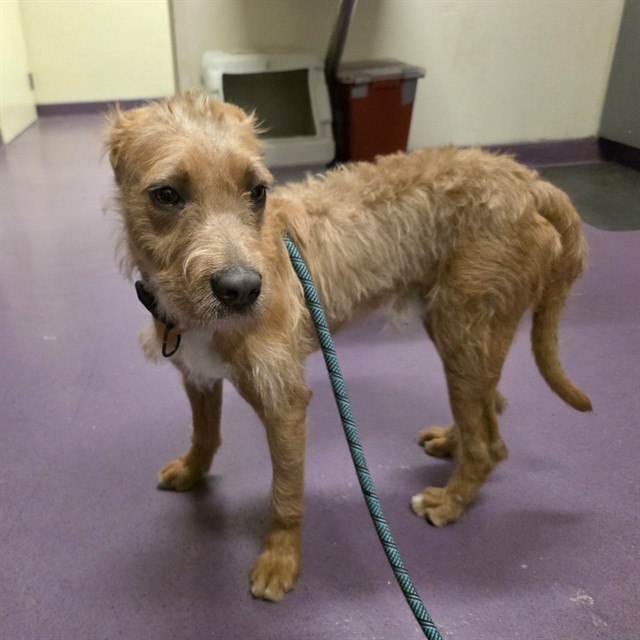 Shelter Stray Male Dog last seen Near BLOCK BLCK STUDEBAKER RD, LONG BEACH, CA, 90805, Cerritos, CA 90703, USA