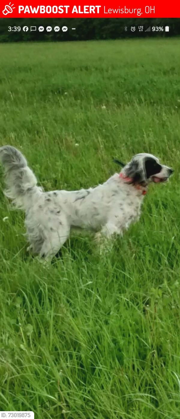 Lost Male Dog last seen Jordon rd, Lewisburg, OH 45338