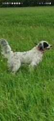 Lost Male Dog last seen Jordon rd, Lewisburg, OH 45338