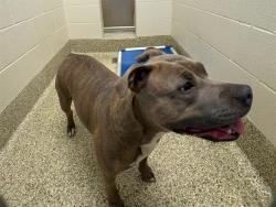 Shelter Stray Female Dog last seen Near BLOCK E CACHE LA POUDRE ST, COLORADO SPRINGS CO 80909, 610 Abbot Ln, Colorado Springs, CO 80905, USA