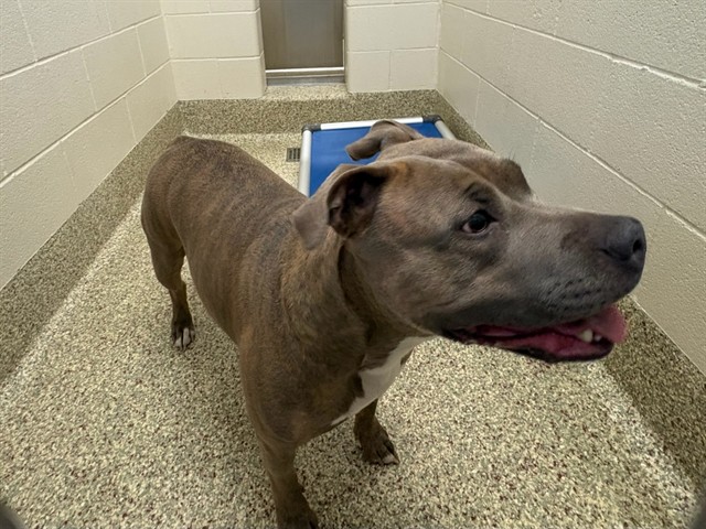 Shelter Stray Female Dog last seen Near BLOCK E CACHE LA POUDRE ST, COLORADO SPRINGS CO 80909, 610 Abbot Ln, Colorado Springs, CO 80905, USA