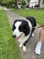 Reunited Male Dog last seen Varinna Drive and Imperial Road , Rochester, NY 14618