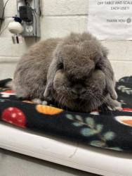 Shelter Stray Female Other last seen JICAMA WAY & HILLTOP DR, 130 Beyer Way, Chula Vista, CA 91911, USA