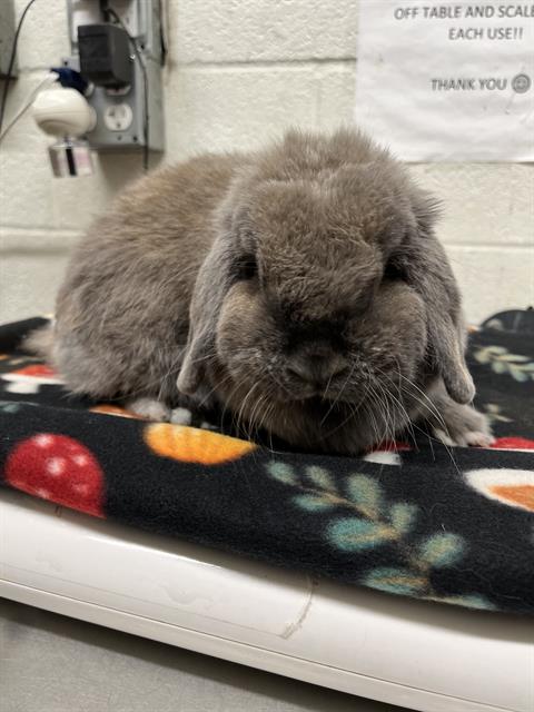 Shelter Stray Female Other last seen JICAMA WAY & HILLTOP DR, 130 Beyer Way, Chula Vista, CA 91911, USA