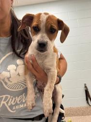 Shelter Stray Male Dog last seen 113TH AVE / HOLLY ST, 12155 Park Blvd, Brighton, CO 80601, USA