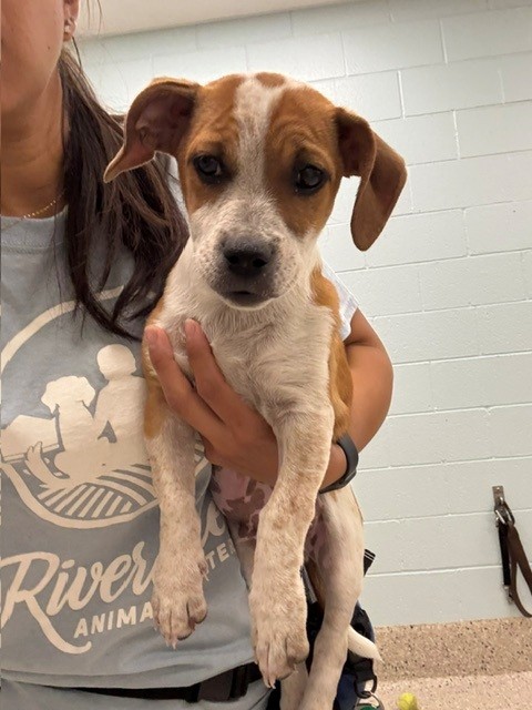 Shelter Stray Male Dog last seen 113TH AVE / HOLLY ST, 12155 Park Blvd, Brighton, CO 80601, USA