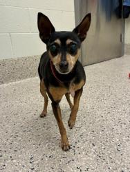 Shelter Stray Female Dog last seen N 10TH AND BRIGHTON, 12155 Park Blvd, Brighton, CO 80601, USA