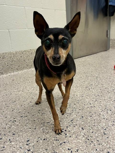 Shelter Stray Female Dog last seen N 10TH AND BRIGHTON, 12155 Park Blvd, Brighton, CO 80601, USA