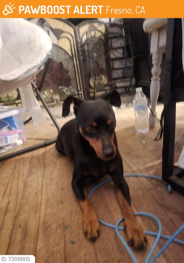 Found/Stray Female Dog last seen Maroa and shields, Fresno, CA 93704