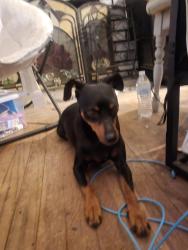 Found/Stray Female Dog last seen Maroa and shields, Fresno, CA 93704