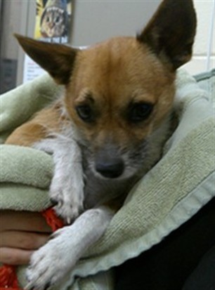 Shelter Stray Male Dog last seen S ELM AVE,  SANFORD, 232 Eslinger Way, Sanford, FL 32773, USA