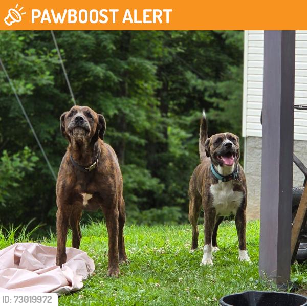 Found/Stray Male Dog last seen Honaker Lane, Kanawha County, WV 25312