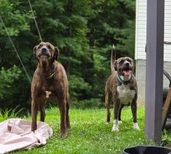 Found/Stray Male Dog last seen Honaker Lane, Kanawha County, WV 25312