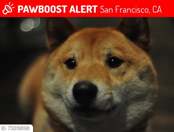 Lost Male Dog last seen Chestnut and Taylor Streets, San Francisco, CA 94133