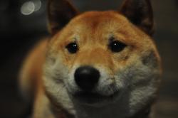 Lost Male Dog last seen Chestnut and Taylor Streets, San Francisco, CA 94133
