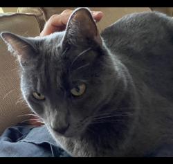 Lost Male Cat last seen Mission Creek, Houston, TX 77084