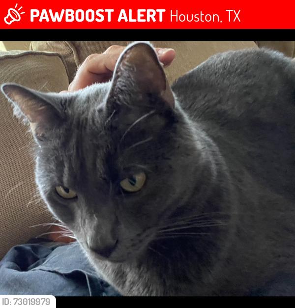 Lost Male Cat last seen Mission Creek, Houston, TX 77084