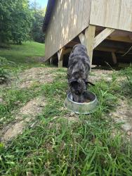 Found/Stray Male Dog last seen Texas hollow road, Luttrell, TN 37779