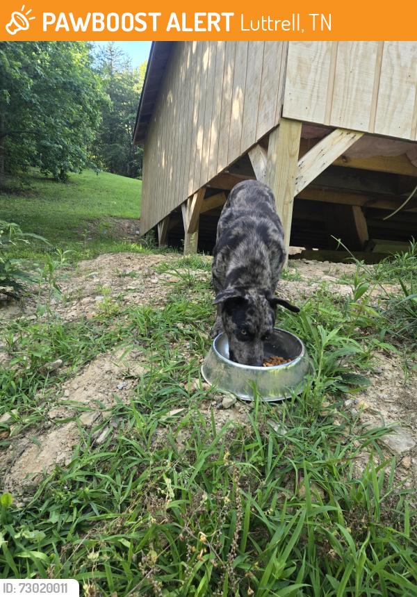 Found/Stray Male Dog last seen Texas hollow road, Luttrell, TN 37779